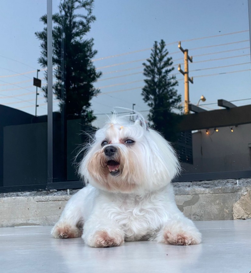 TUQUI (Canino macho) Maltês C3