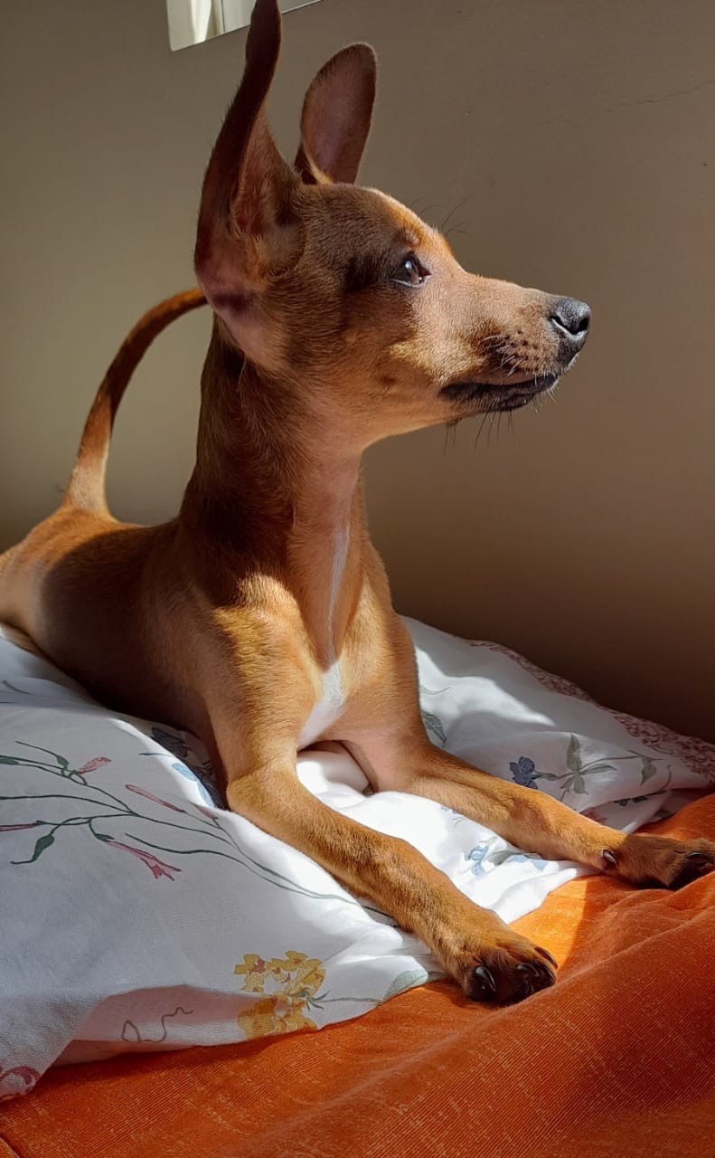 EDY (Canino macho) Pinscher C2
