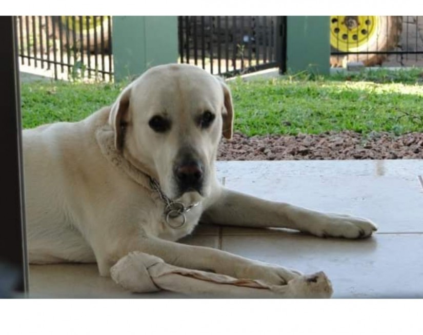 MARLEY (Canino macho) Labrador C4