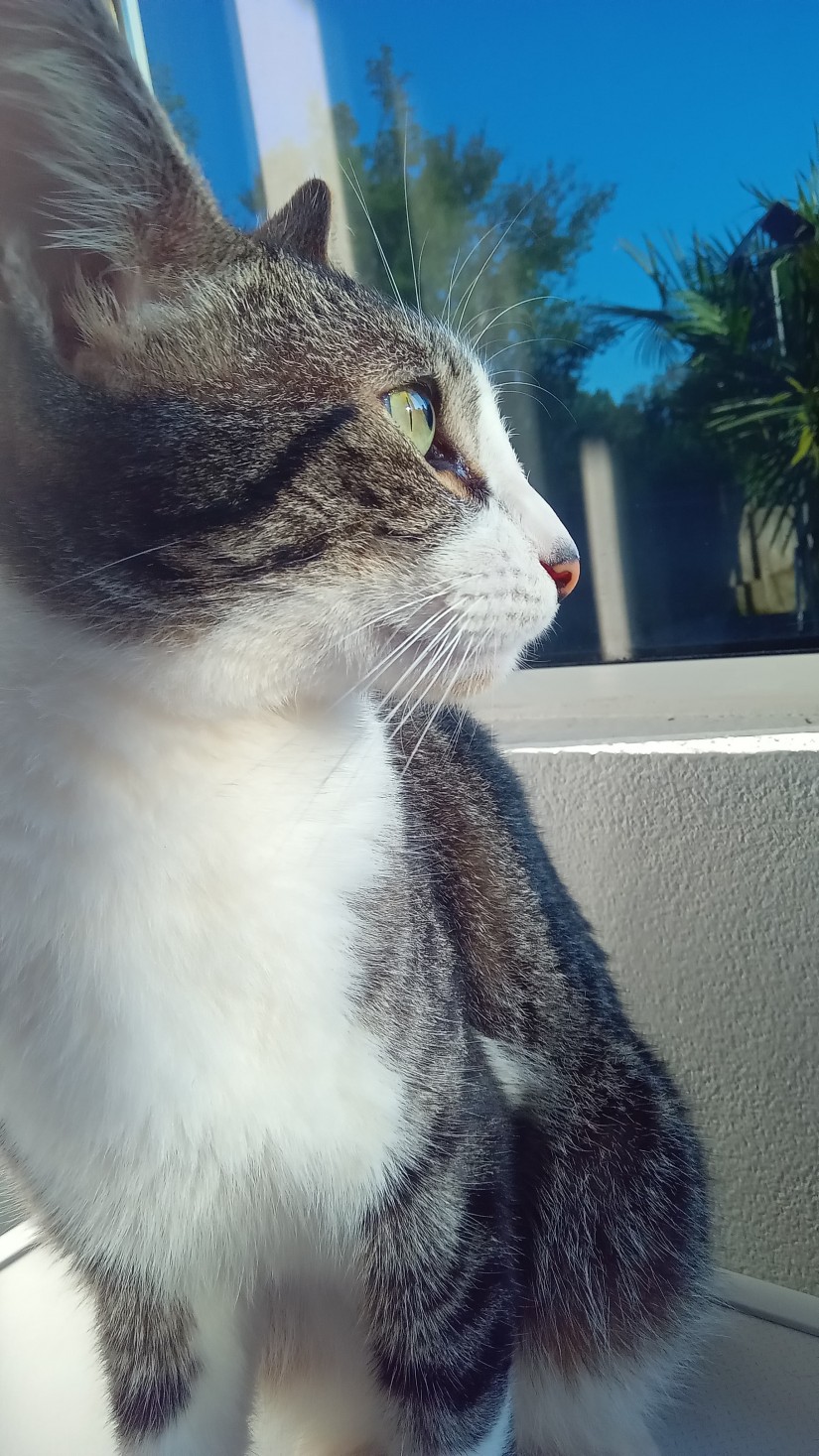 TOM (Felino macho) Srd C3