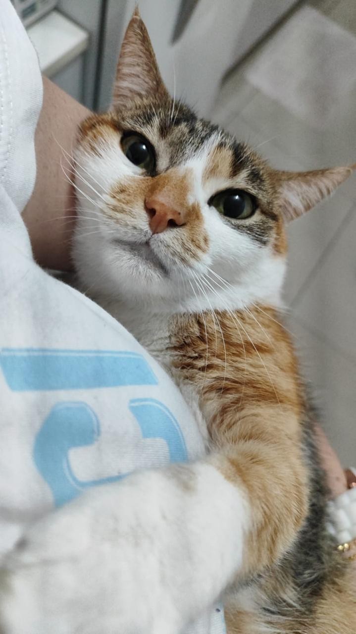 DÓRIS (Felino fêmea) Srd C2