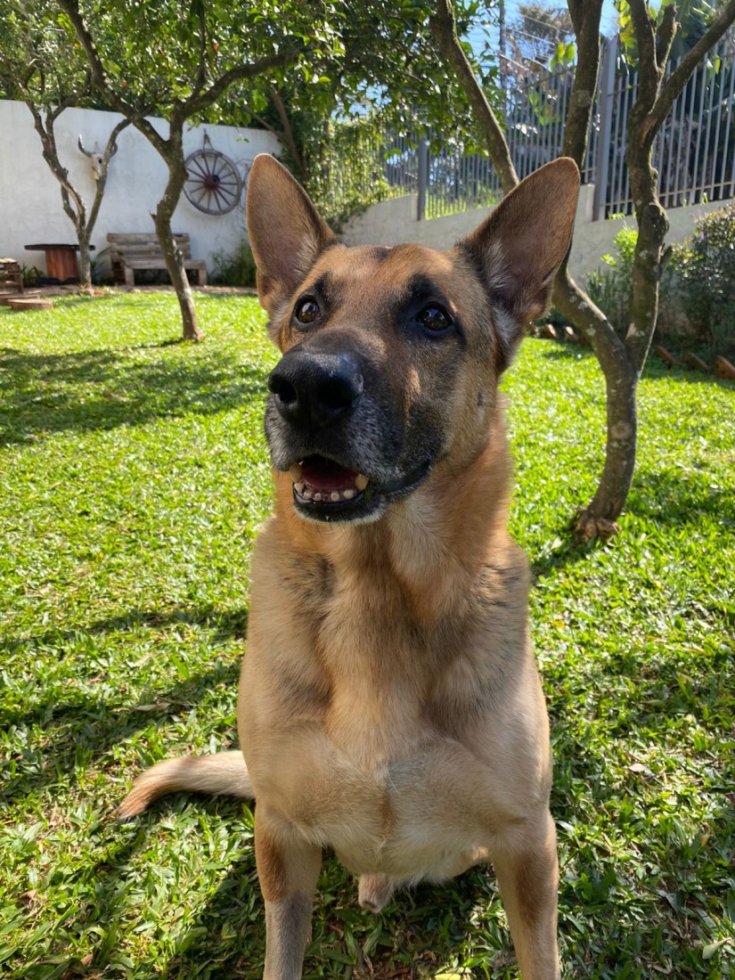 DUKE/Cassilete (Canino macho) Pastor Alemão C2