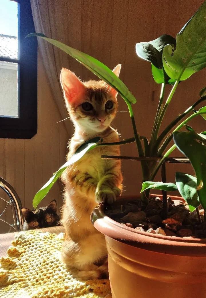 POMPOM (Felino fêmea) Srd C2