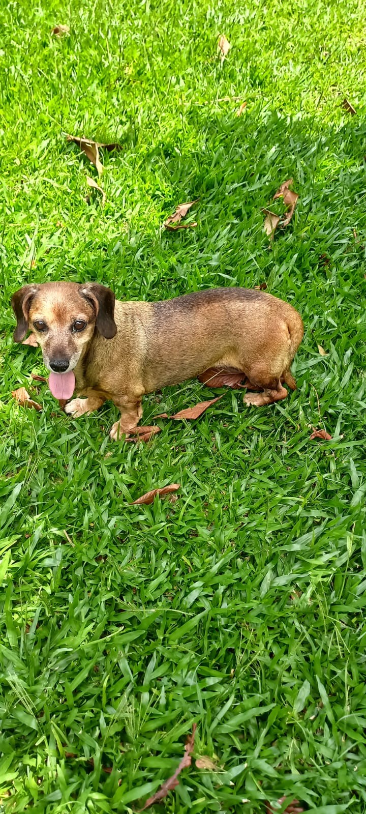 MARROM (Canino fêmea ) Daschund  C2