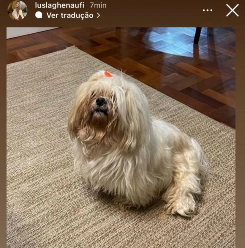 TIPY (Canino macho) Lhasa Apso C4