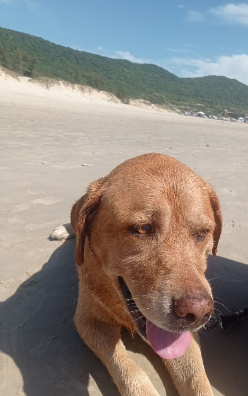 MARLEY CARIRI PRETTO (Canino macho) Retriever do Labrador C1