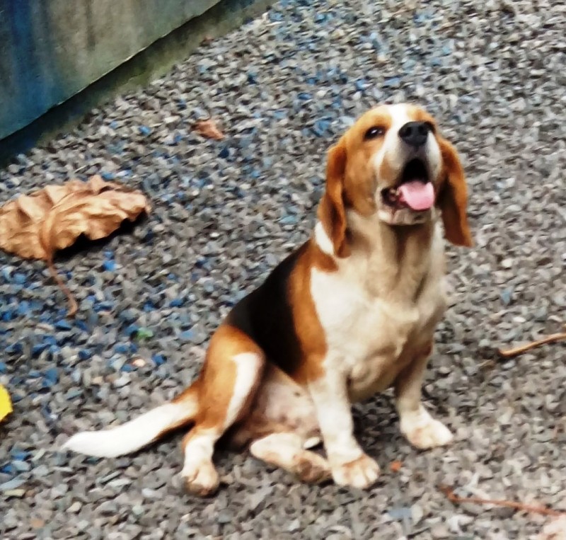 ERNESTO (Canino) Beagle