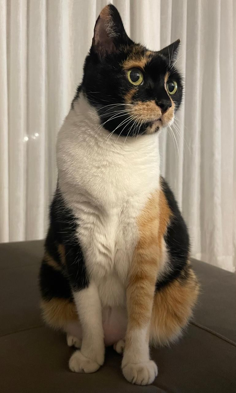 LUNA (Felino fêmea) Srd C2
