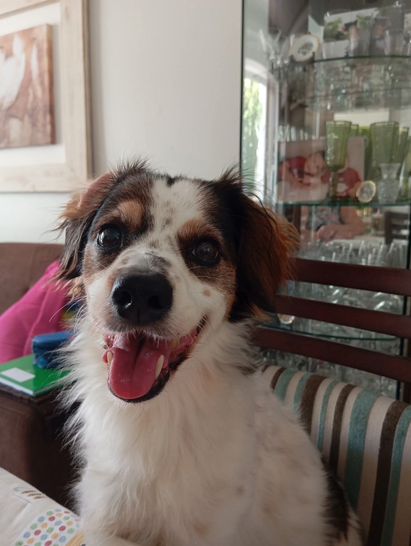 PUCCA (Canino fêmea) Srd Mp c3