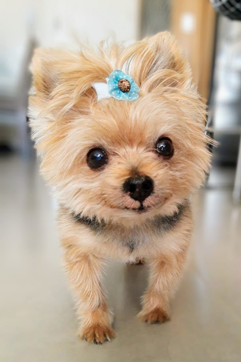LAIKA (Canino fêmea) Yorkshire Terrier C2