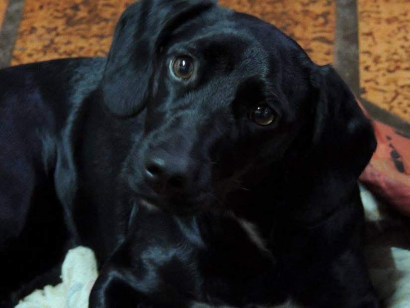 PRETINHA (Canino fêmea) Srd Mp C3