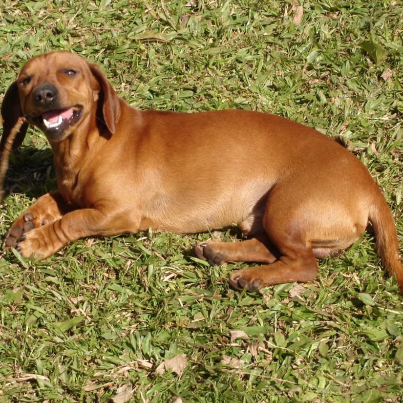 ELFY (Canino macho) Daschund C3