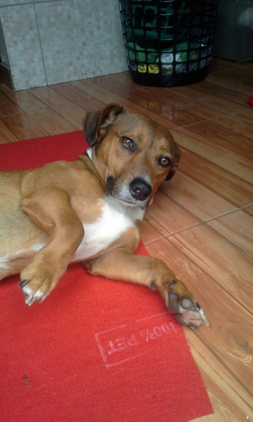 BILY (Canino macho) Srd Mp C3