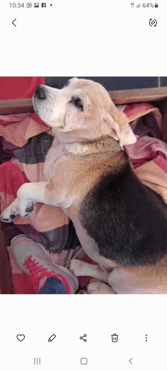 LUKE (Canino macho) Beagle C4