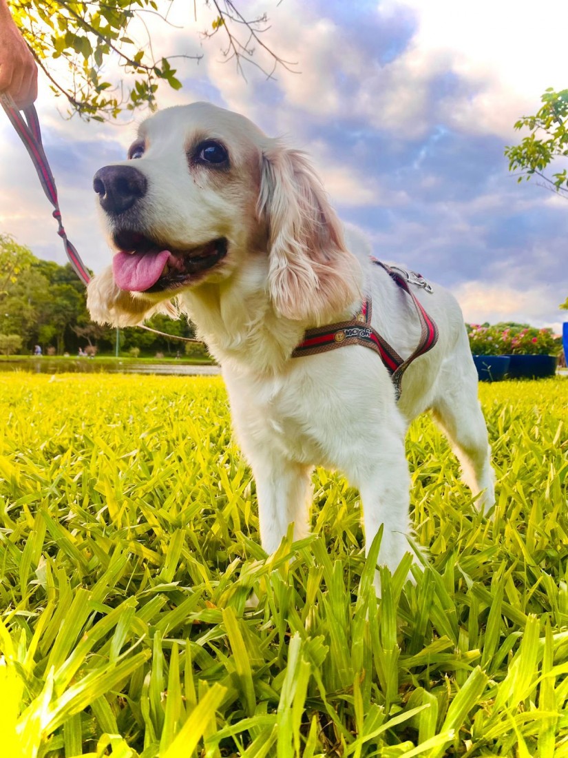 LOST (Canino macho) Cocker Spaniel C3