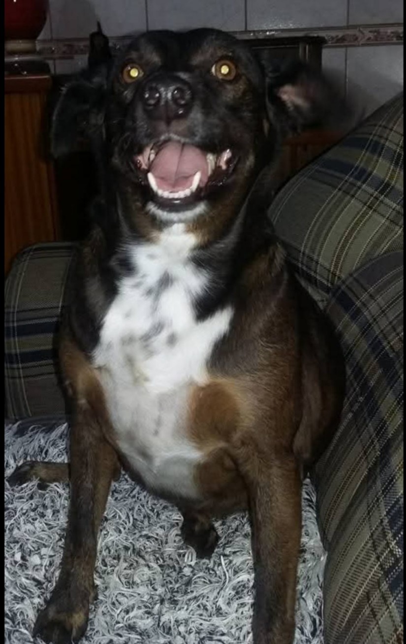 BIANCA (Canino fêmea) Srd Pp C3