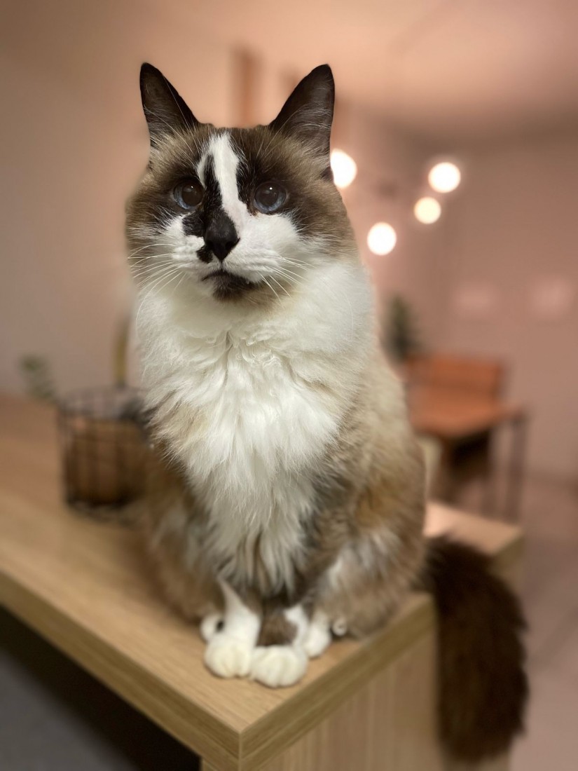 WILSSON (Felino macho) Siamês C3