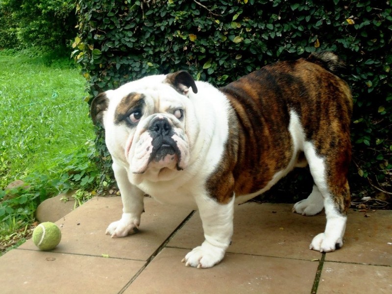RASTA (Rastinha) Bulldog Ingles