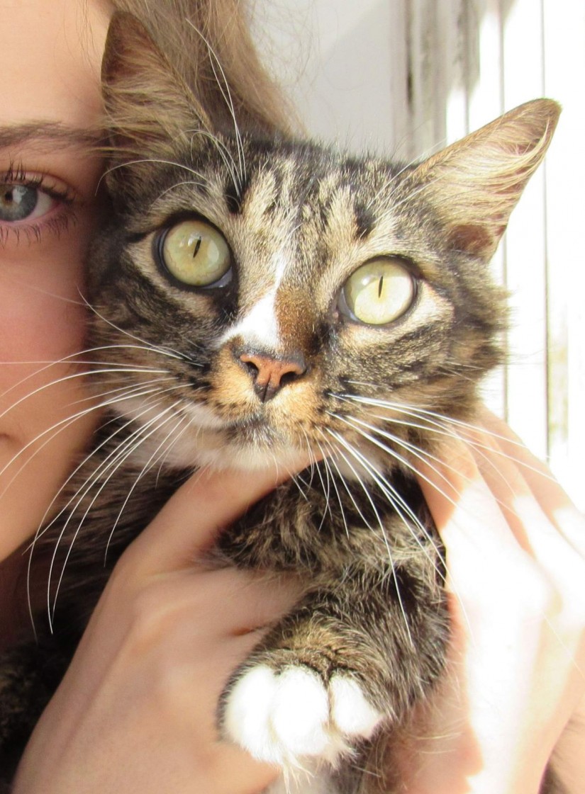 LILI (Felino fêmea) Srd C2
