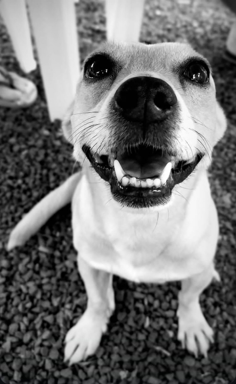 JACK (Canino macho) Srd Pp C4