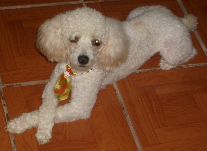 BILLY (Canino macho) Poodle C4