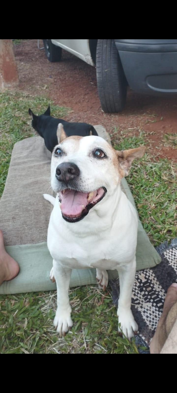 LAYLA (Canino fêmea) Srd Mp C3