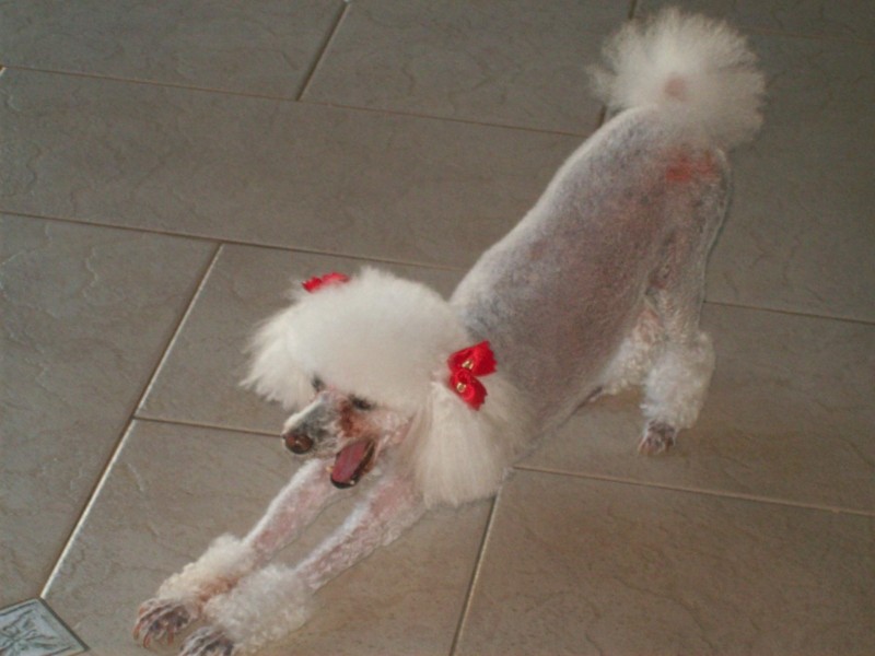 LILLY (Canino) Poodle