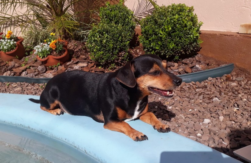 LUPI (Canino macho) Srd Pp C3