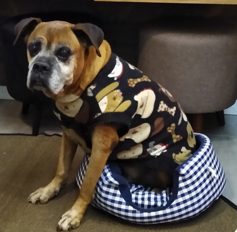 CABEÇA (Canino macho) Boxer C1